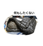 猫屋敷 わさりりあん～～①（個別スタンプ：38）