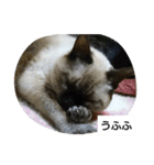 猫屋敷 わさりりあん～～①（個別スタンプ：39）