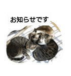 猫屋敷 わさりりあん～～①（個別スタンプ：40）