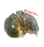 アフリカウシガエル(アフウシ)（個別スタンプ：1）
