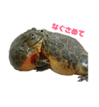 アフリカウシガエル(アフウシ)（個別スタンプ：3）
