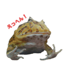 アフリカウシガエル(アフウシ)（個別スタンプ：4）