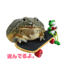 アフリカウシガエル(アフウシ)（個別スタンプ：6）