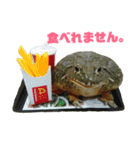アフリカウシガエル(アフウシ)（個別スタンプ：7）