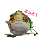アフリカウシガエル(アフウシ)（個別スタンプ：13）