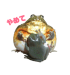 アフリカウシガエル(アフウシ)（個別スタンプ：17）