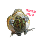 アフリカウシガエル(アフウシ)（個別スタンプ：18）