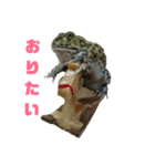アフリカウシガエル(アフウシ)（個別スタンプ：22）