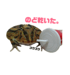 アフリカウシガエル(アフウシ)（個別スタンプ：25）