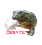 アフリカウシガエル(アフウシ)（個別スタンプ：26）