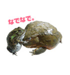 アフリカウシガエル(アフウシ)（個別スタンプ：27）