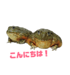 アフリカウシガエル(アフウシ)（個別スタンプ：29）