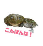 アフリカウシガエル(アフウシ)（個別スタンプ：30）