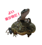 アフリカウシガエル(アフウシ)（個別スタンプ：35）