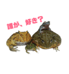 アフリカウシガエル(アフウシ)（個別スタンプ：37）