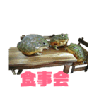 アフリカウシガエル(アフウシ)（個別スタンプ：38）
