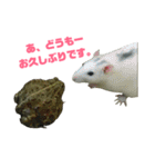 アフリカウシガエル(アフウシ)（個別スタンプ：39）