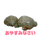 アフリカウシガエル(アフウシ)（個別スタンプ：40）