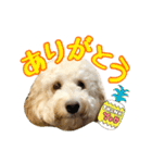 オーストラリアンラブラドゥードル 桃太郎3（個別スタンプ：7）