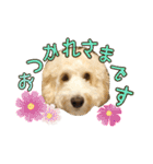 オーストラリアンラブラドゥードル 桃太郎3（個別スタンプ：14）