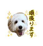 オーストラリアンラブラドゥードル 桃太郎3（個別スタンプ：15）