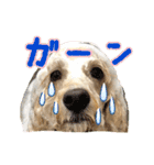 オーストラリアンラブラドゥードル 桃太郎3（個別スタンプ：16）