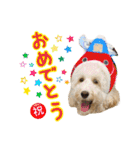 オーストラリアンラブラドゥードル 桃太郎3（個別スタンプ：20）