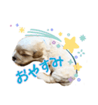 オーストラリアンラブラドゥードル 桃太郎3（個別スタンプ：21）