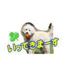 オーストラリアンラブラドゥードル 桃太郎3（個別スタンプ：23）
