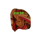 うさぎの所沢君その1（個別スタンプ：1）