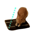 うさぎの所沢君その1（個別スタンプ：4）
