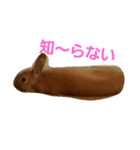 うさぎの所沢君その1（個別スタンプ：7）