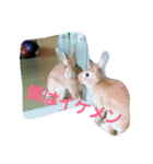 うさぎの所沢君その1（個別スタンプ：8）