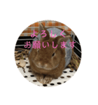 うさぎのらみお。（個別スタンプ：4）