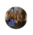うさぎのらみお。（個別スタンプ：6）