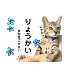 キジトラのおまめ2（個別スタンプ：1）