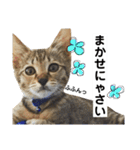 キジトラのおまめ2（個別スタンプ：2）