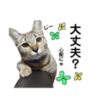 キジトラのおまめ2（個別スタンプ：3）