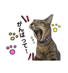 キジトラのおまめ2（個別スタンプ：4）