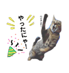 キジトラのおまめ2（個別スタンプ：5）