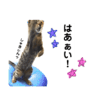 キジトラのおまめ2（個別スタンプ：6）