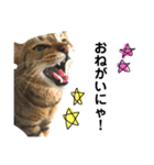 キジトラのおまめ2（個別スタンプ：10）