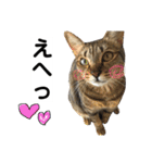 キジトラのおまめ2（個別スタンプ：11）