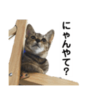 キジトラのおまめ2（個別スタンプ：16）