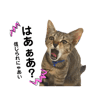 キジトラのおまめ2（個別スタンプ：17）