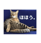 キジトラのおまめ2（個別スタンプ：18）