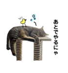 キジトラのおまめ2（個別スタンプ：19）