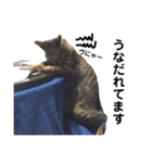 キジトラのおまめ2（個別スタンプ：20）