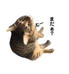 キジトラのおまめ2（個別スタンプ：22）