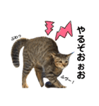 キジトラのおまめ2（個別スタンプ：24）